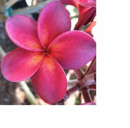 ROOTED PLUMERIA PLANT  CUTTING ~ WILDFIRE ~  14