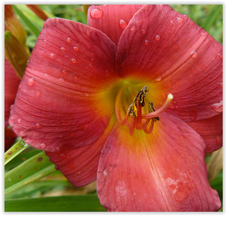 'Wine Delight' Daylily Hemerocallis 3 LIVE PLANTS Awesome Wine Red Flowers
