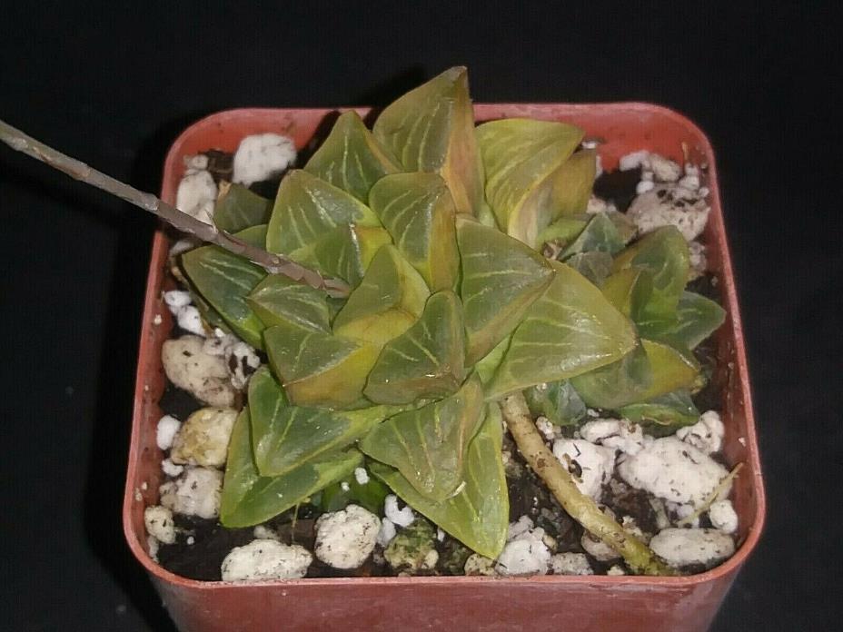Haworthia retusa variegata exotic aloe gasteria succulent