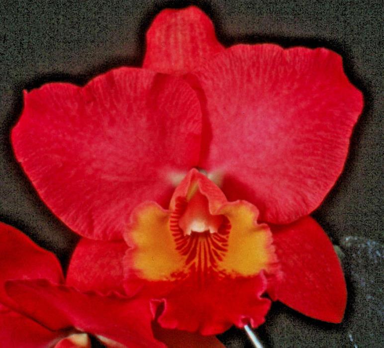 BROMLADY ORCHID BLC MIYAS RADIANCEX FRED STEWART   5 INCH POT- RED FLOWERS