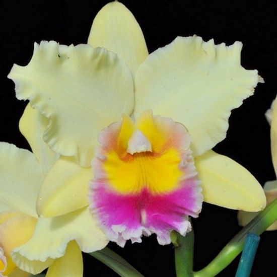 BROMLADY ORCHID RLC MICKO ANKI VOLCANO DUEEN   VERY EUNIQUE COLORATION  buy now