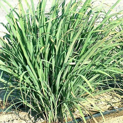 T207D Lemon Grass 10 Stalks Mature Bare Root Live Plants Cooking Herb Lemongrass
