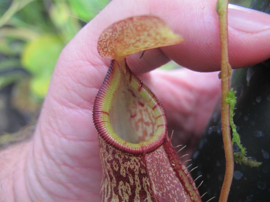 Carnivorous Nepenthes Hybrid Spectabilis x Talangensis BE-3769 Scarce W51