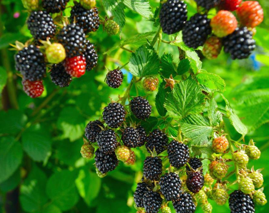 HARDY MULBERRY TREE CUTTINGS 8 - DARK JUICY BERRIES - HEAVY BEARER, -25°F HARDY