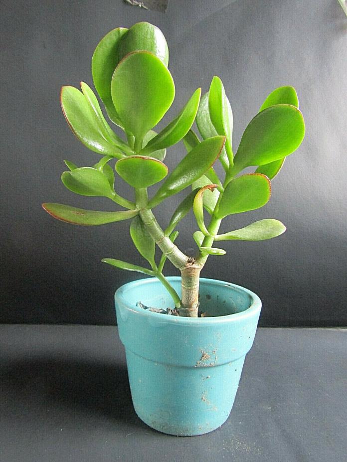 Lush Green JADE Plant, Crassula Ovata, Easy to Grow, Beginner's Succulent