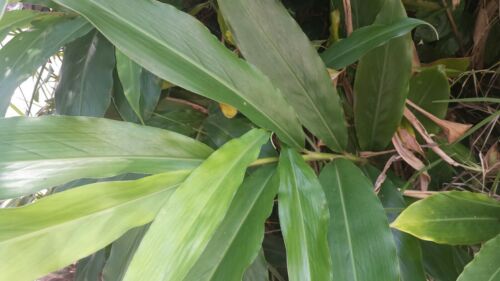 ALPINIA ZERUMBET - Shell Ginger, Fragrant Leaves Used in Cooking and Teas,