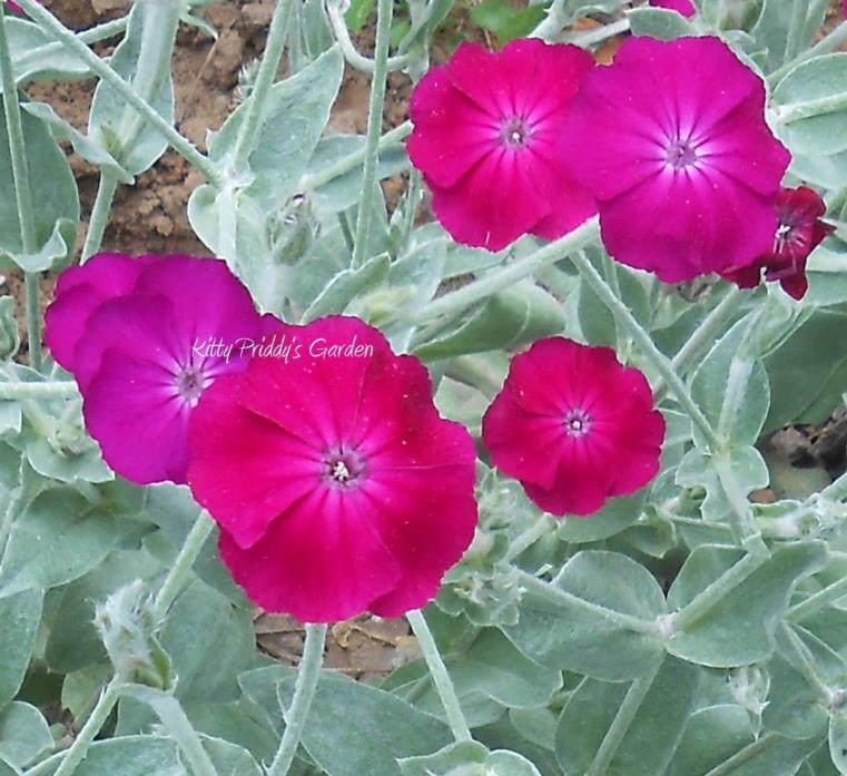 6 Rose Campion plants 1+ Yrs. Old, Heirloom Plants Perennial USDA Zones 4 ~ 8