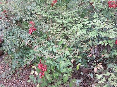 5 Nandina Domestica, Heavenly Bamboo Plants