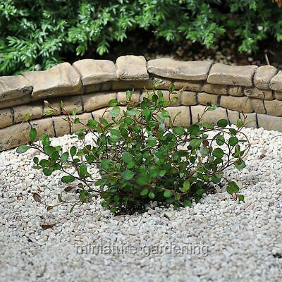 Muehlenbeckia axillaris mini-leaf, Compact, Fairy Vine