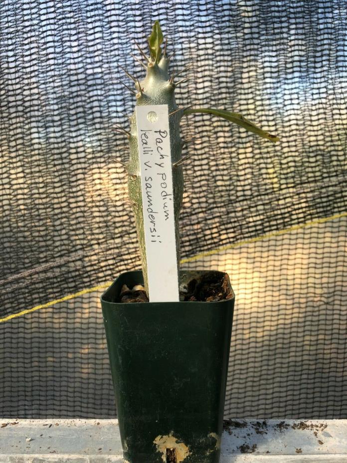Pachypodium lealli v. saundersii