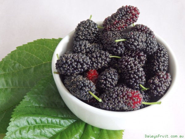 HARDY MULBERRY TREE CUTTINGS 40 - DARK JUICY BERRIES - HEAVY BEARER, -25°F HARDY