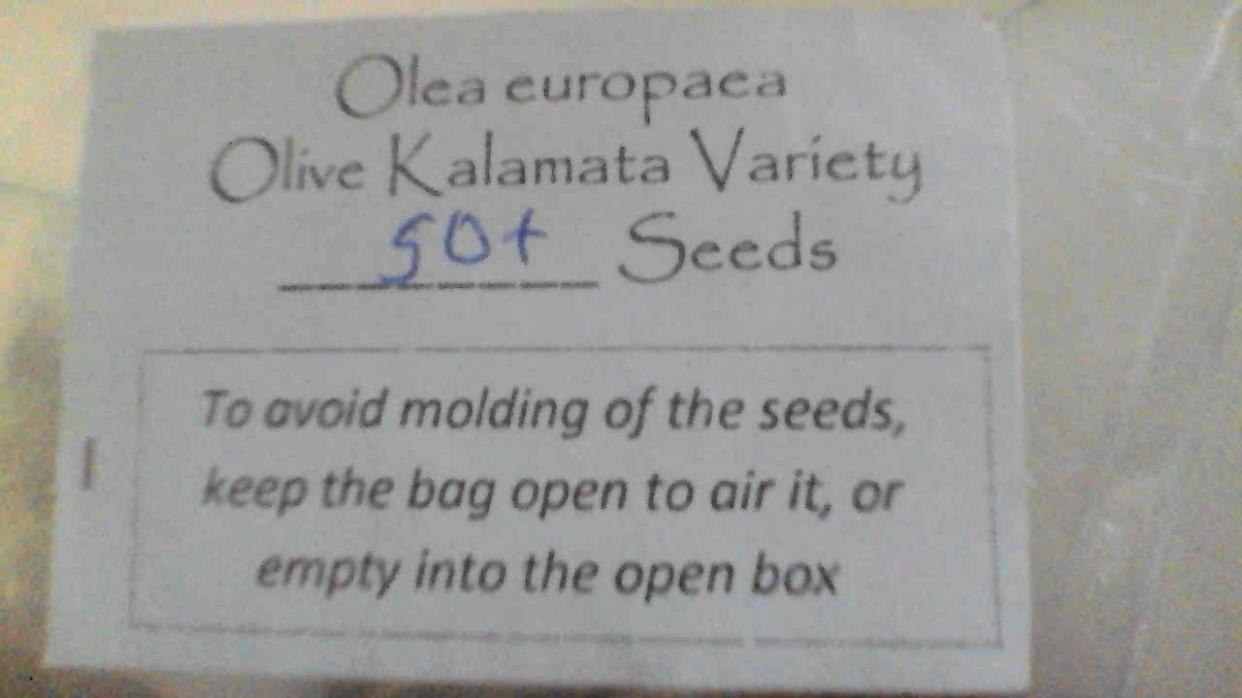 50 kalamata olive seeds(olea europaea)