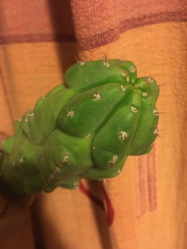 Echinopsis Trichocereus TPM Mutant Cactus 10” Cutting Succulent
