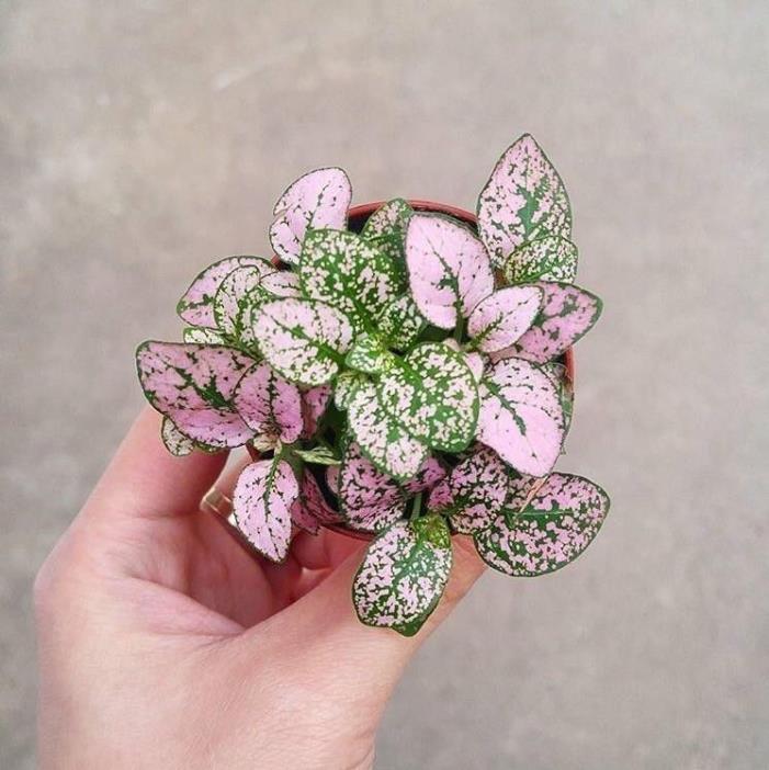Pink Polka Dot 1 Live Plant Fairy Garden Foliage Indoor & Outdoor Fit 4