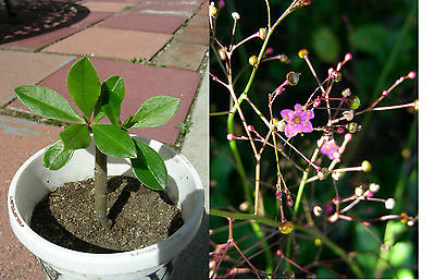 Two Years Red Korean Ginseng Plant,  P8801