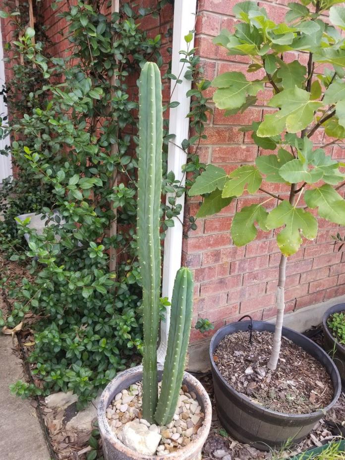 San Pedro Cactus Trichocereus Pachanoi Plant Cutting Echinopsis 36 inches