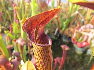 Carnivorous Sarracenia Species Alata var. Rubrioperculata MK A21 Scarce W42