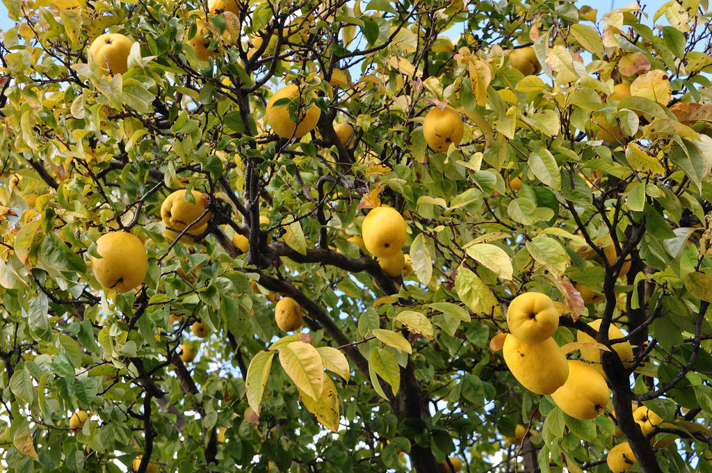 3 Chinese Quince (Chaenomeles sinensis) bareroot trees 1.5 ft tall 1y/o seedling