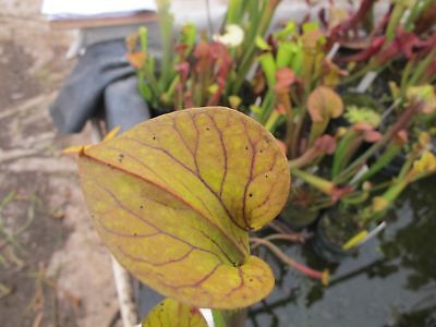 Carnivorous Pitcher Plant (40) Seeds Sarracenia Flava Cuprea OP Hardy
