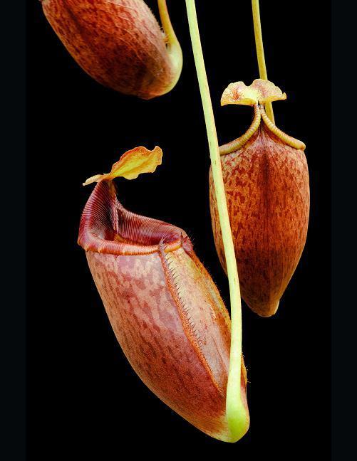 Carnivorous Nepenthes Species Mira BE 3868 Tropical Pitcher Plant Scarce W48