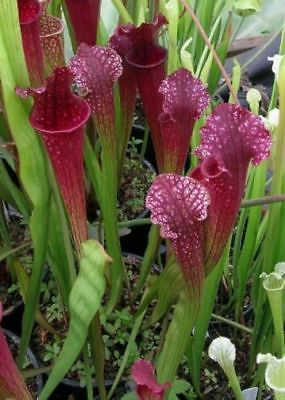 Carnivorous Pitcher Plant (40) Seeds Sarracenia (Flava x Purp ) x Leuc OP Hardy