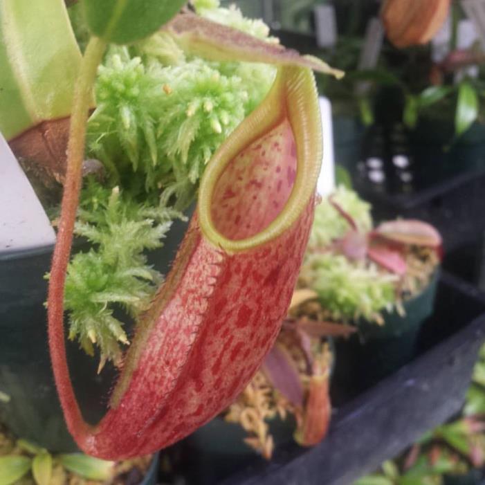 Carnivorous Nepenthes Hybrid Maxima Wavy x Mira BE 3753 Tropical Plant W49