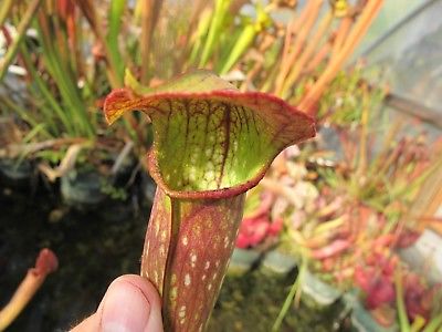 Carnivorous Sarracenia Hybrid Up Periscope x Bronze Serpent Pitcher Scarce W42