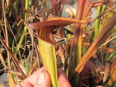 Carnivorous Pitcher Plant (40) Seeds Sarracenia Rubra x Minor OP Hardy