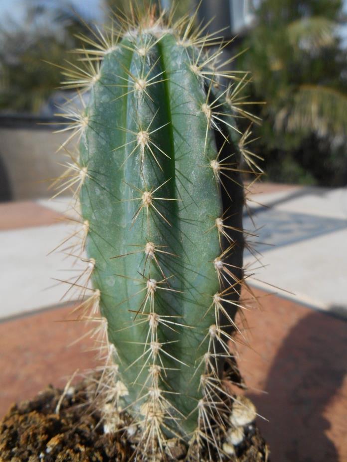 Pilosocereus pachycladus...........3 SOLD