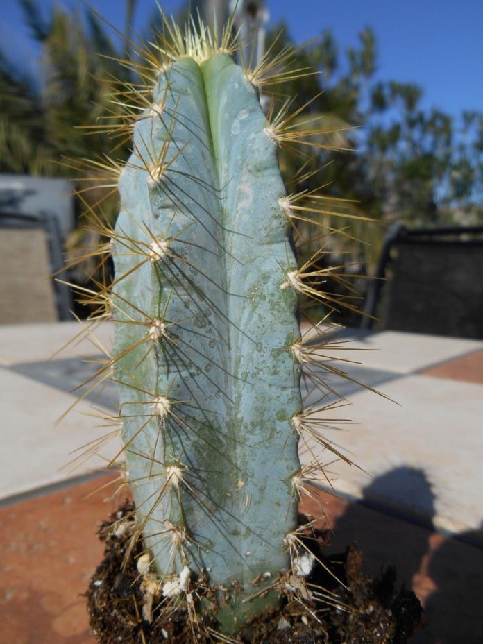 Pilosocereus azureus, ..........3 SOLD