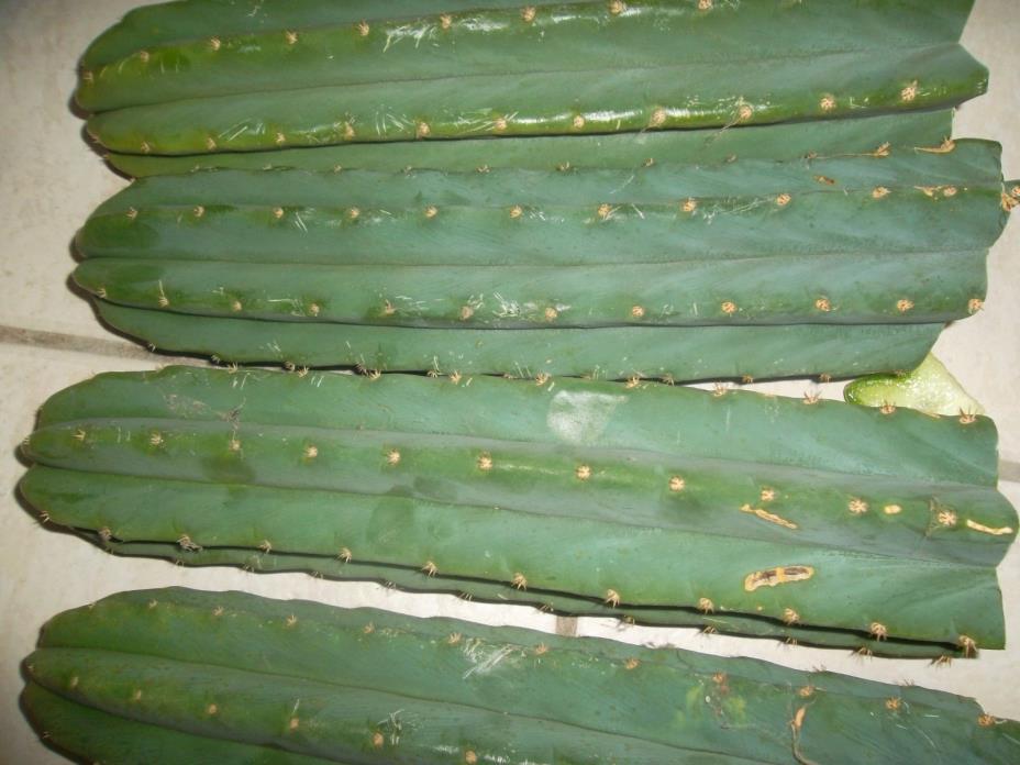 CACTUS,SAN PEDRO Trichocereus Pachanoi, four Tip Cuttings 4X11