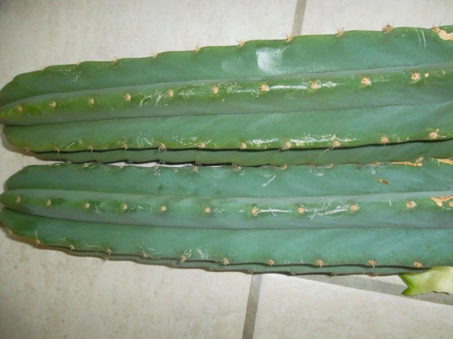 CACTUS,SAN PEDRO Trichocereus Pachanoi, two Tip cuttings 2x10