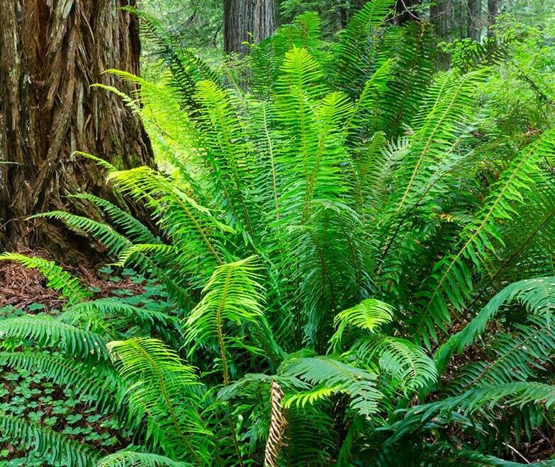 SWORD FERN 4' TALL      2 LIVE PLANTS    Perennial    Edible