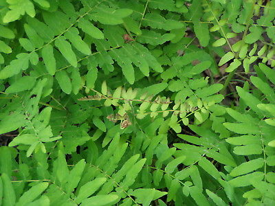 Royal Fern 25 Plants in 3-1/2 inch Pots