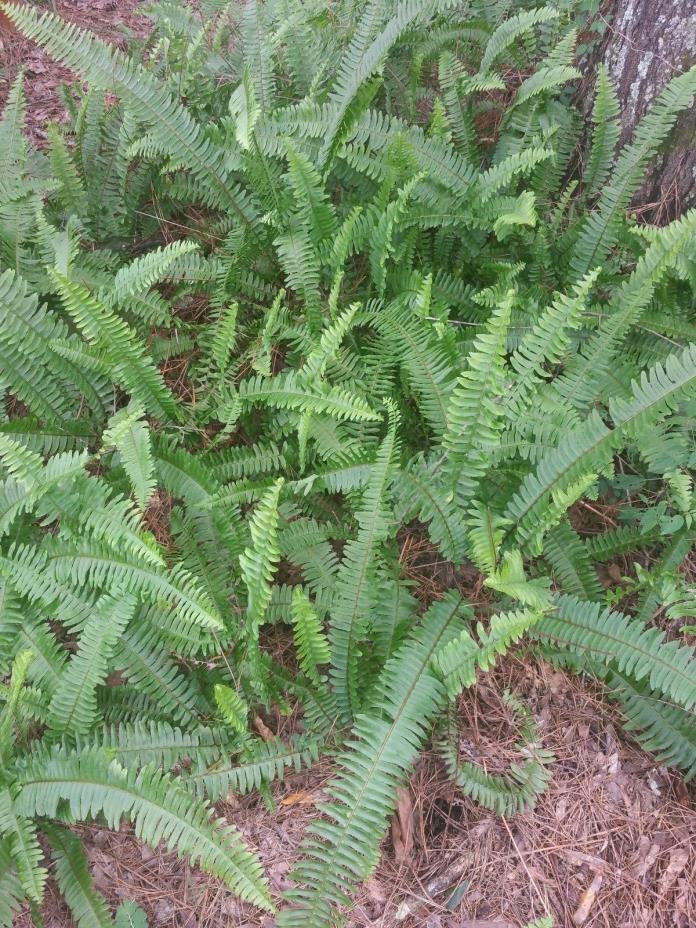 15 Boston fern fronds fresh from my garden, rooted