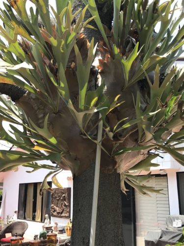 Staghorn Fern 4 ft in height and 8 feet diameter