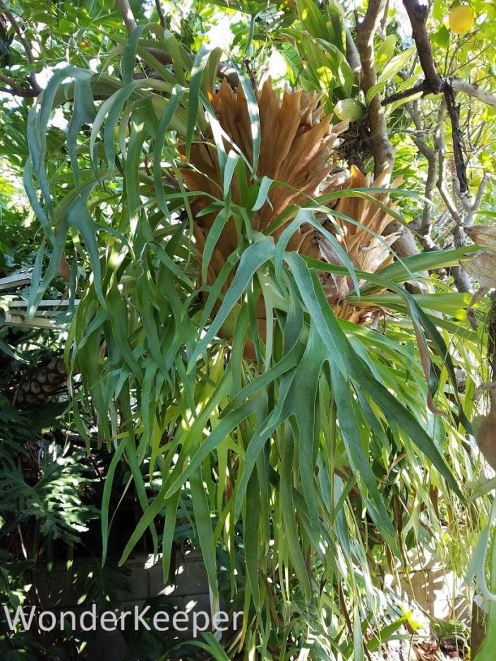 AMAZING  LOOKING OLD  STAGHORN  FERN (Outdoor Grown of Northern California )