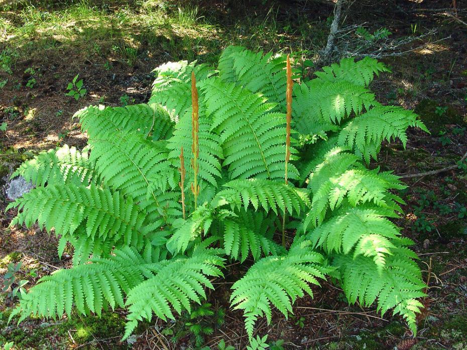 10 Cinnamon Fern BARE ROOT Plants (Osmundastrum cinnamomeum)