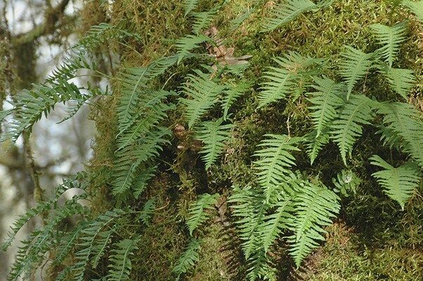 Licorice Fern  100 Plants.  Edible Organic