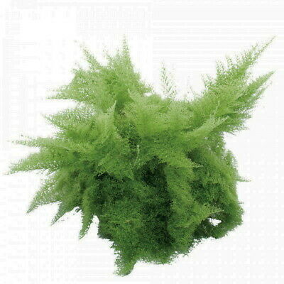Cotton Candy Boston Fern - Nephrolepis exaltata 'Smithii' - 4