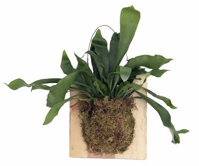 Large Live Staghorn Fern Mounted on Natural Wood Plaque- Easy Houseplant-10