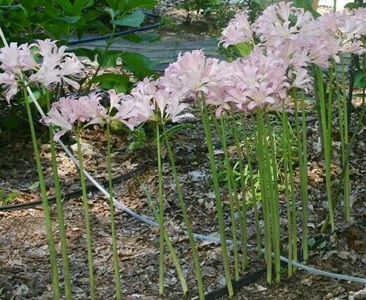 12 Pink Naked Lady - Resurrection - Surprise Lily - Amaryllis Bulbs - USA Seller