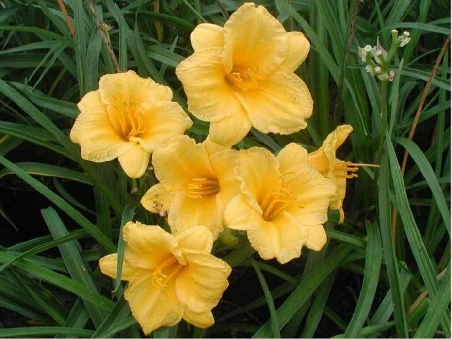 Daylily Stella d'Oro (2 fans/roots). Great for edges, rich golden yellow blooms
