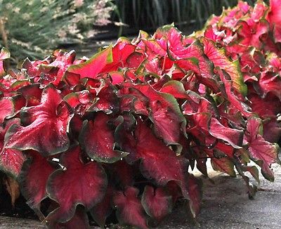 (5) Perennials 