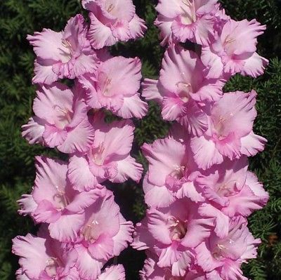 (10) Perennials Gladiolus Bulbs Spectacular Pink Mix Flower New Flower Ready