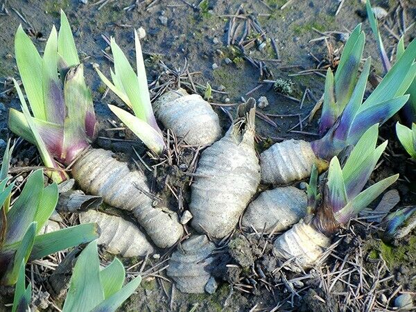 5 BEAUTIFUL IRIS RHIZOMES PERENNIAL MIXED COLORS AND VARIETIES