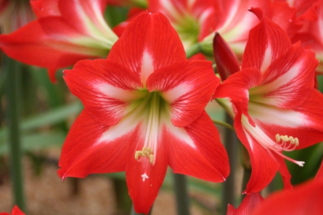 Amaryllis Bulb - Baby Star  Hippeastrum flower lily ready for immediate shipment