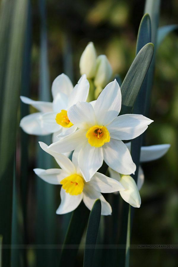 6 healthy sprouting bulbs Daffodils Narcissus Poeticus flowering plant