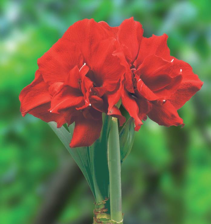 1 Amaryllis Forced Bulb Ragtime Hippeastrum immediate shipment  23-25 cm