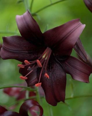 Night Flyer Tiger Lily, Beautiful New Flower Bulb Ready to Ship, Perennial
